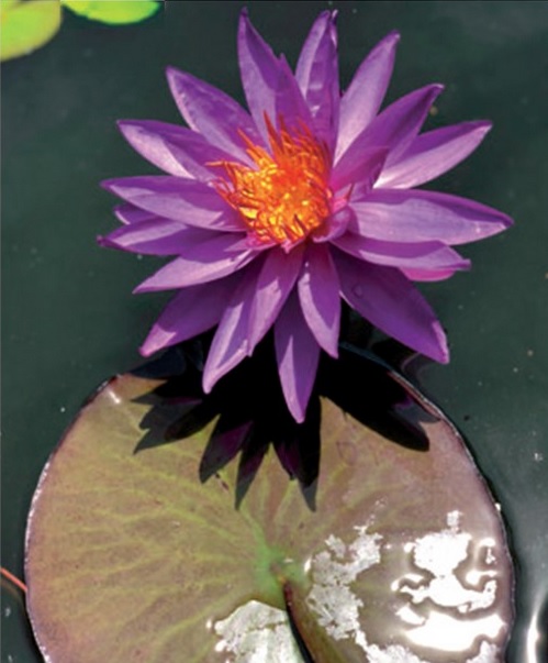 Nenúfar en flor flotando sobre un estanque