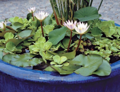 Composición de nenúfar y papiro en maceta