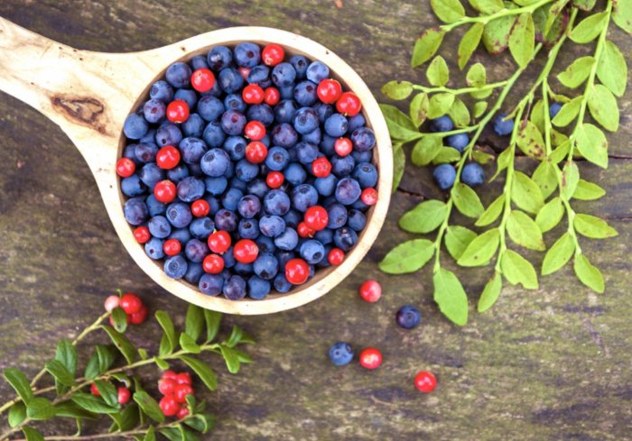 variedades-arandanos