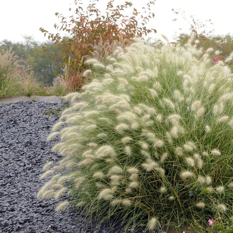 pennisetum-villosum
