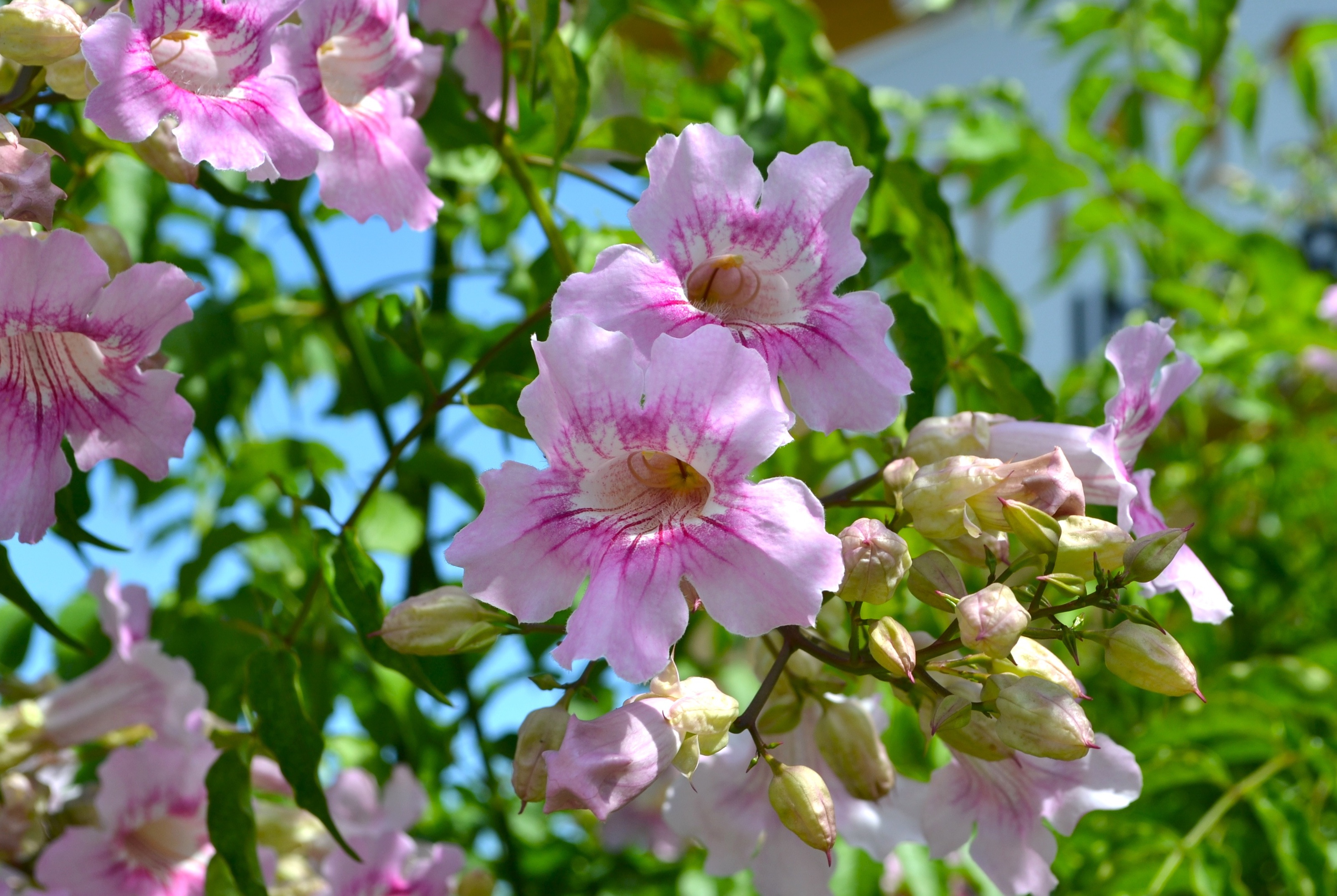 Podranea-ricasoliana