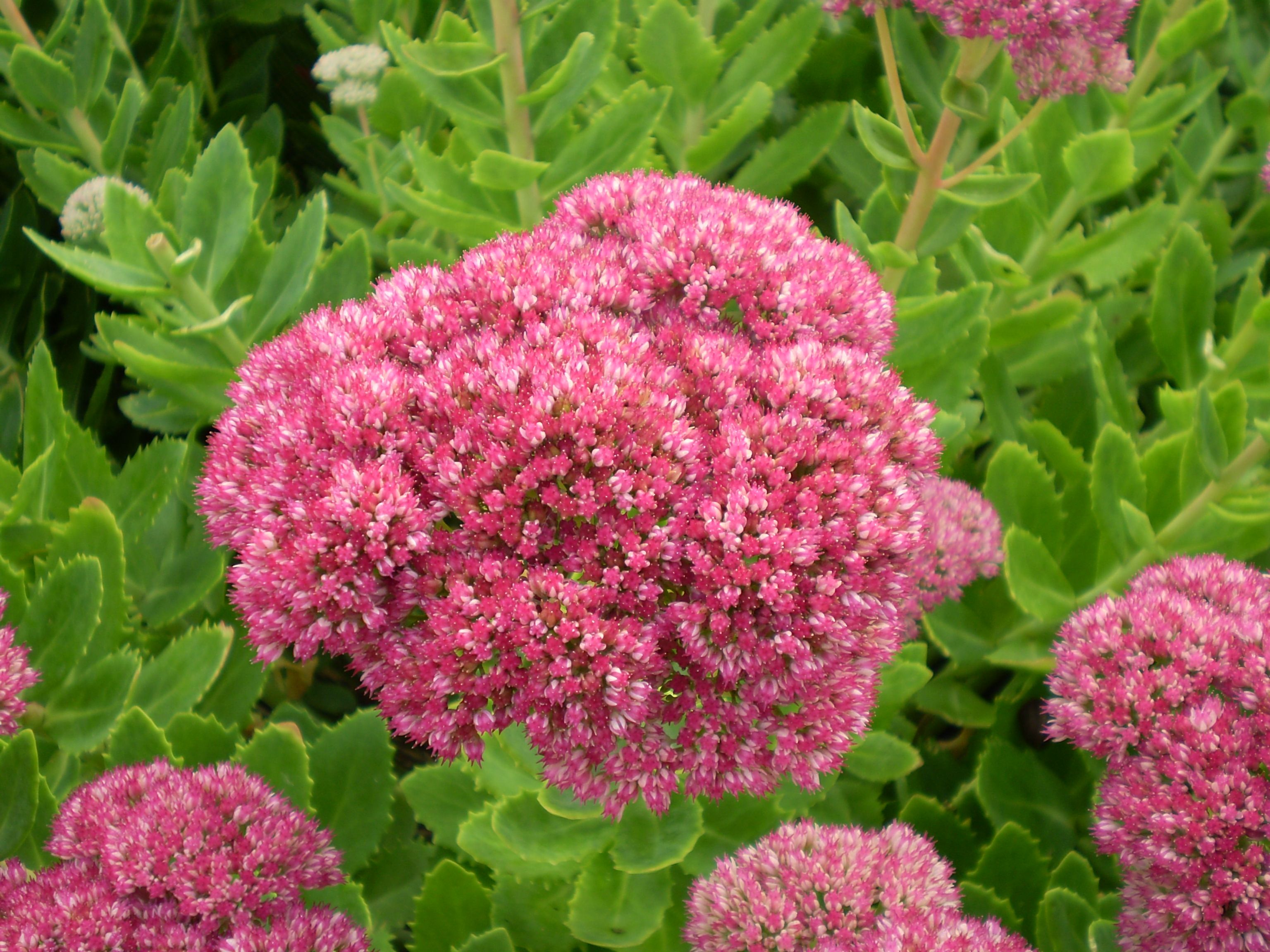 sedum spectabile