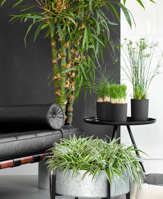 PLantas amigas mascotas