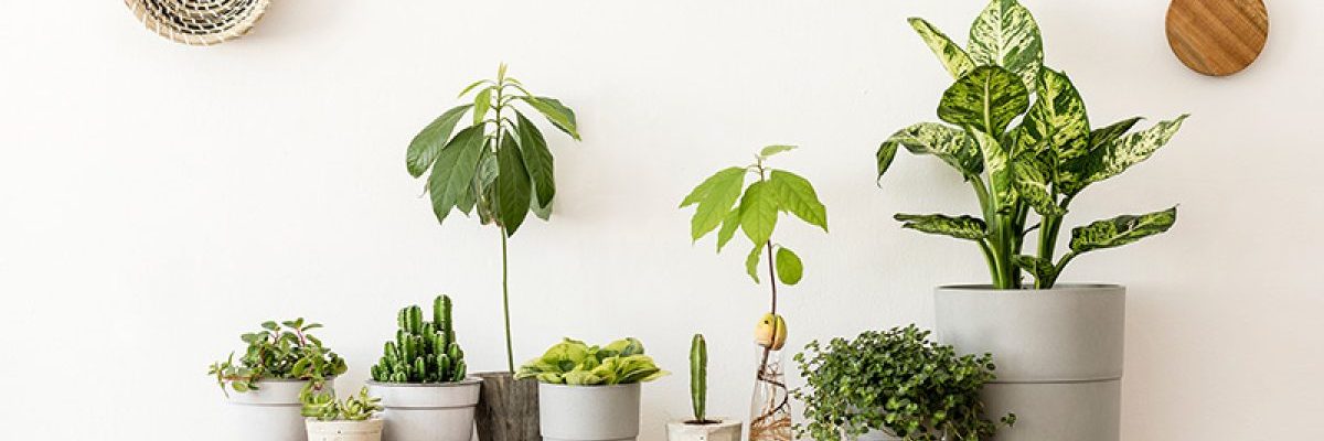 Plantas purificadoras